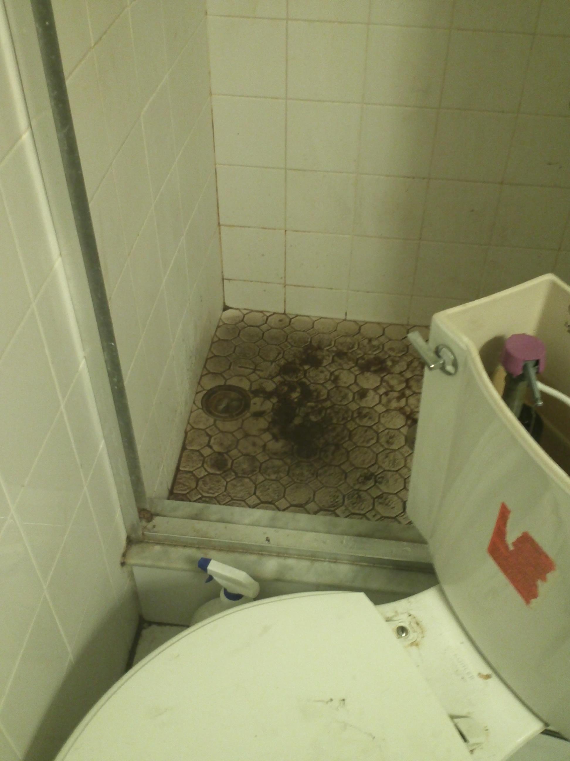 St Pete sewer clog causes backup in shower drain RadleRooter Sewer